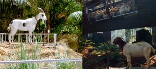Jurassic Park e Jurassic World a confronto: la capretta