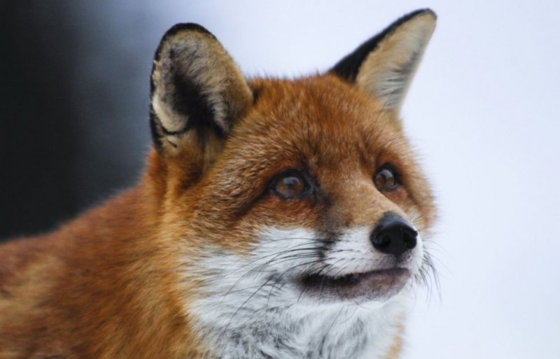 Un'immagine del film La volpe e