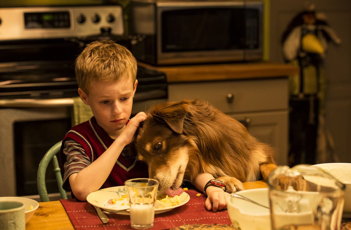 Lo Straordinario Viaggio Di T.s. Spivet Netflix
