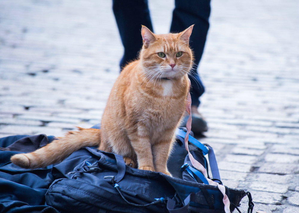 A Spasso Con Bob Bob The Cat