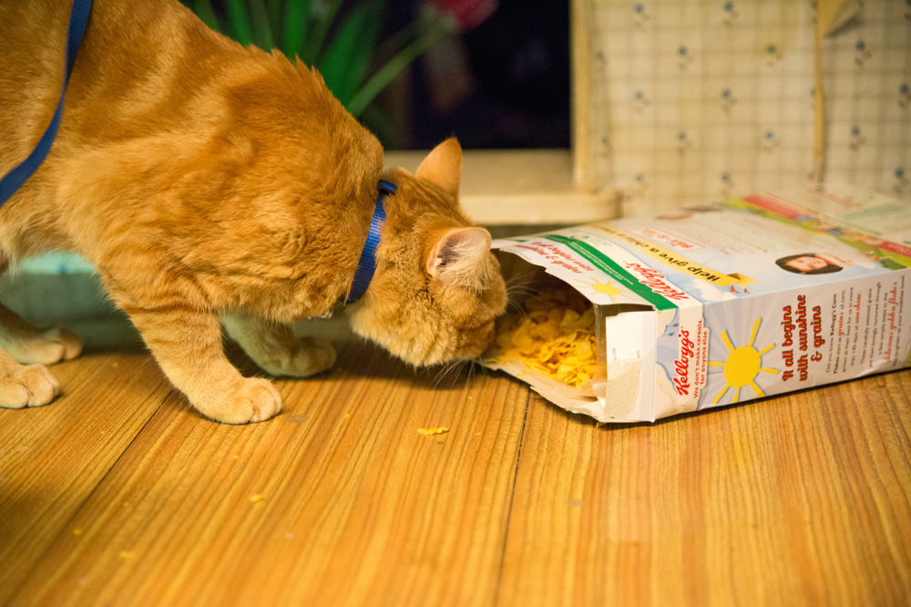 A Spasso Con Bob Bob The Cat