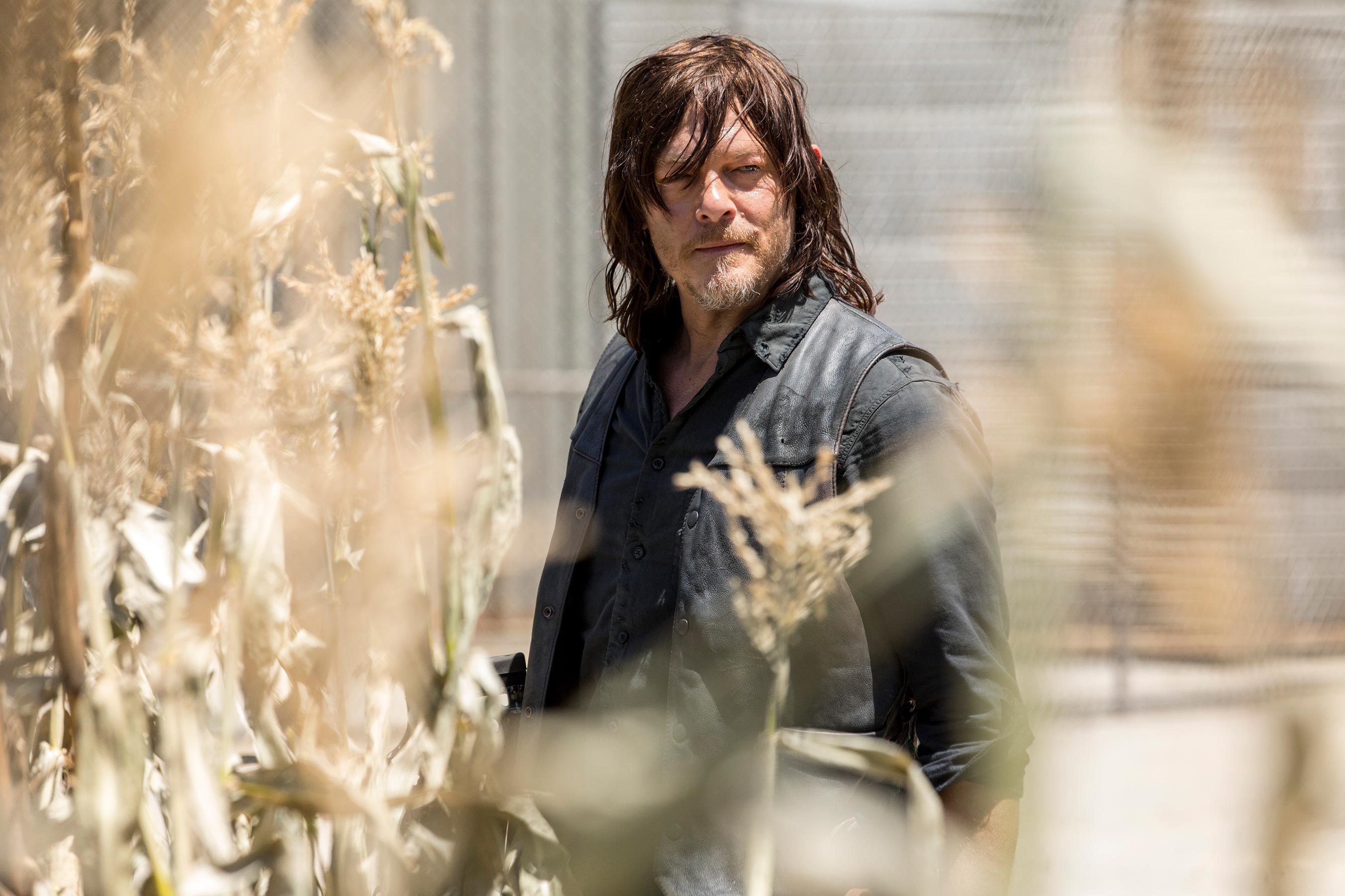 Film E Programmi Tv Di Norman Reedus
