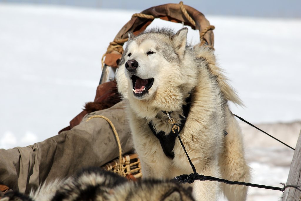 Balto e Togo La leggenda una sequenza 518600 Movieplayer.it