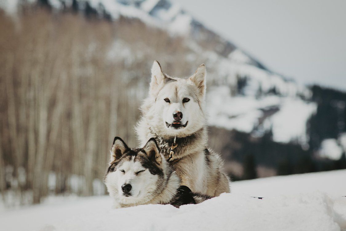 Balto e Togo La leggenda una scena 518601 Movieplayer.it