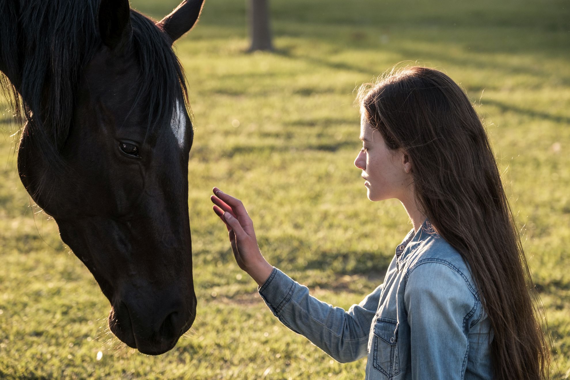 Black Beauty - Autobiografia Di Un Cavallo