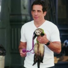 Ben Stiller alle rpese con un furetto in una scena del film ... e alla fine arriva Polly