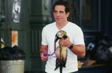 Ben Stiller alle rpese con un furetto in una scena del film ... e alla fine arriva Polly