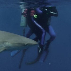 Una scena del film Open Water (2003)