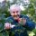 Richard Briers