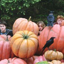 Il Trio Si Nasconde Nell Insolito Orto Di Hagrid 4071