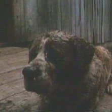 Lo spaventoso Sanbernardo idrofobo di Cujo