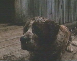 Lo spaventoso Sanbernardo idrofobo di Cujo