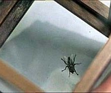 La grande sarcofaga, ovvero la mosca che aiuta Jennifer Connelly a scoprire l'assassino in Phenomena