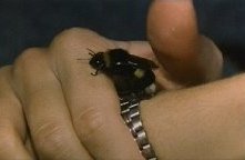 Una sequenza di Phenomena