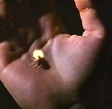 Una scena di Phenomena