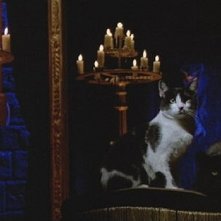 Uno dei malefici gatti di Inferno, diretto da Dario Argento