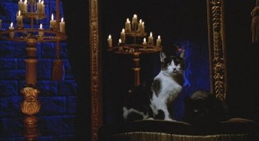 Uno dei malefici gatti di Inferno, diretto da Dario Argento