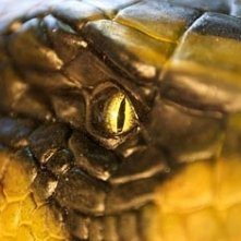 Una Scena Di Anaconda Alla Ricerca Dell Orchidea Maledetta 6022