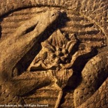 Una Scena Di Anaconda Alla Ricerca Dell Orchidea Maledetta 6023