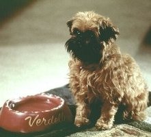 Il cagnolino Verdell in una scena di Qualcosa è cambiato