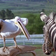 Una scena di Striscia, una zebra alla riscossa