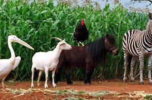 Una scena di Striscia, una zebra alla riscossa