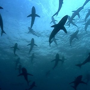 Una scena del documentario Profondo Blu