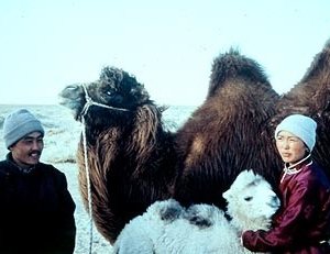 Ikhbayar Amgaabazar e Odgerel Ayusch in una scena de 'La storia del cammello..'