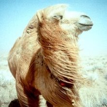 Il protagonista de 'La storia del cammello che piange