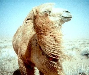 Il protagonista de 'La storia del cammello che piange