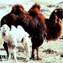 Una scena de 'La storia del cammello che piange