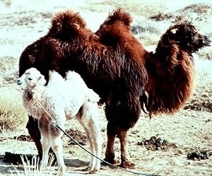 Una scena de 'La storia del cammello che piange