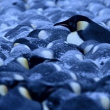 Una scena del film La marcia dei pinguini