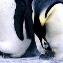 Scena del film La marcia dei pinguini