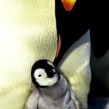 Una dolce sequenza del film La marcia dei pinguini