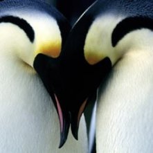Una bella immagine del documentario La marcia dei pinguini