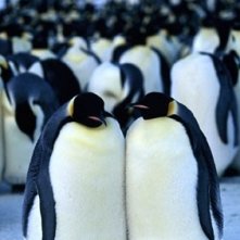 La marcia dei pinguini