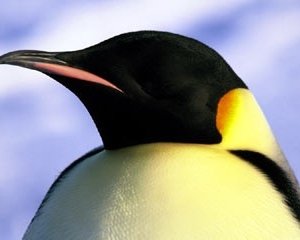 La marcia dei pinguini (2005)