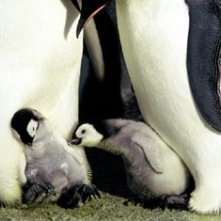 Due piccoli, irresistibili protagonisti del documentario La marcia dei pinguini