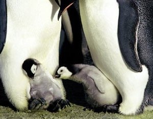 Due piccoli, irresistibili protagonisti del documentario La marcia dei pinguini