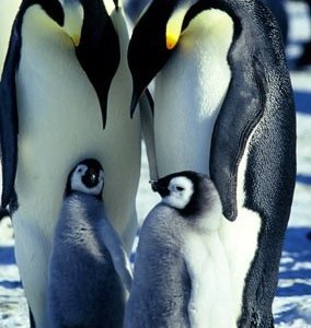 Una famiglia tra i ghiacci nel documentario La marcia dei pinguini