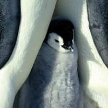 Uno dei piccoli protagonisti del film La marcia dei pinguini
