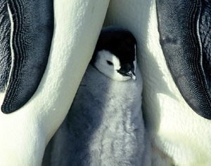 Uno dei piccoli protagonisti del film La marcia dei pinguini
