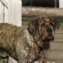 Una scena di Cujo