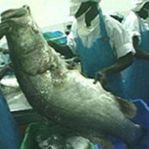 Una scena del film L'incubo di Darwin