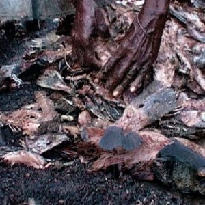 Una scena del film L'incubo di Darwin