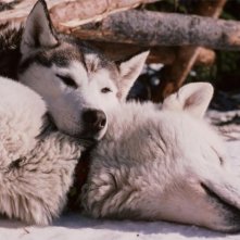 Una scena de Il grande nord