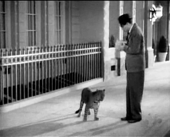 Cary Grant E Il Leopardo Baby In Una Scena Di Susanna 25528