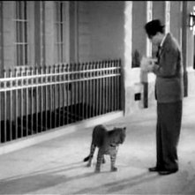 Cary Grant e il leopardo Baby in una scena di SUSANNA