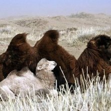 Una scena de il cane giallo della mongolia